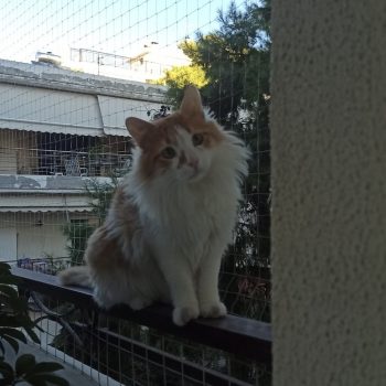 Orange and white cat perched on balcony